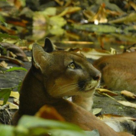 Corcovado Wilderness Lodge By Scp San Pedrillo Esterno foto