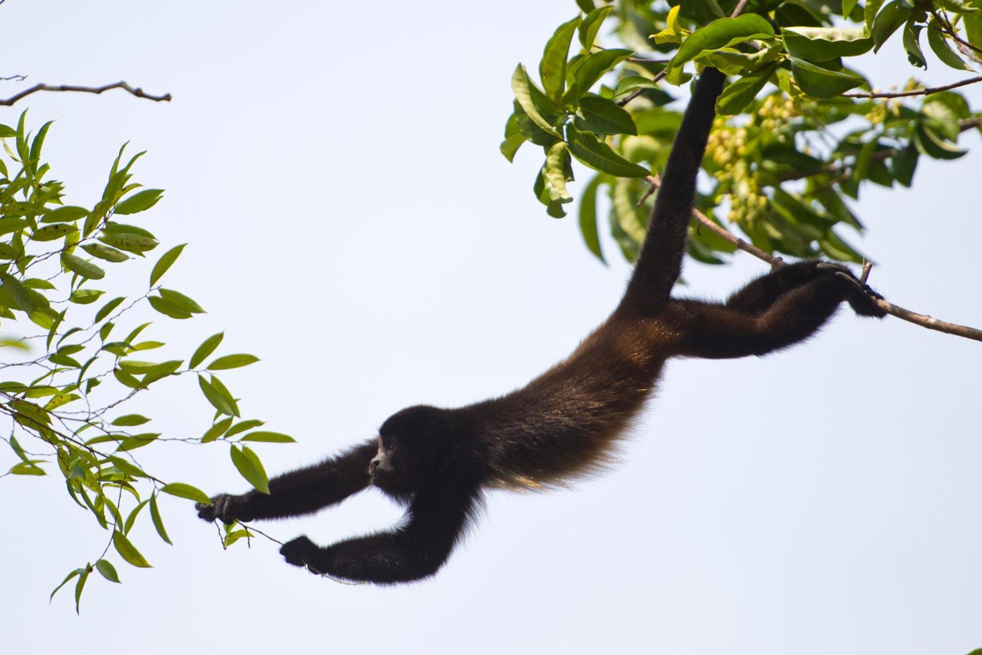 Corcovado Wilderness Lodge By Scp San Pedrillo Esterno foto